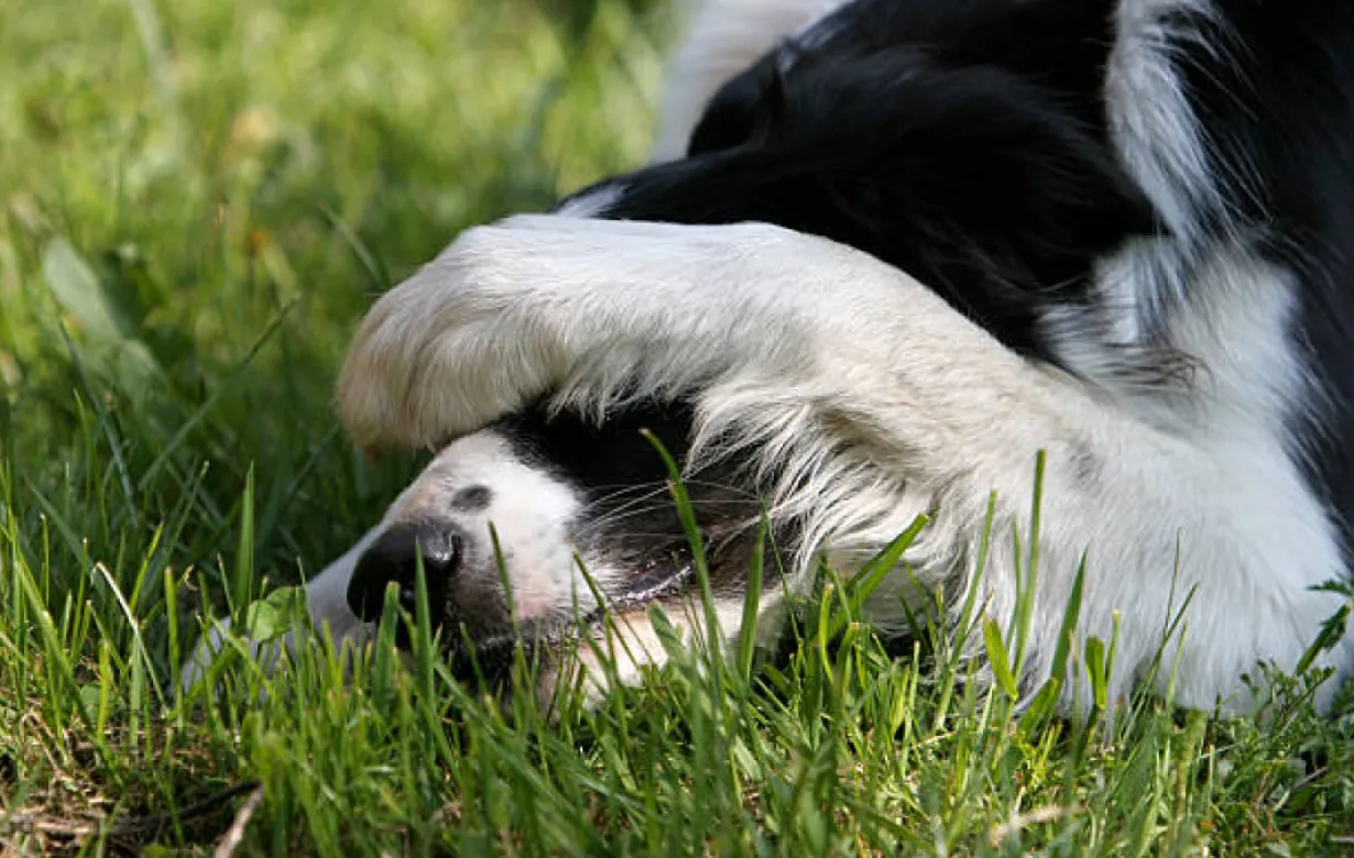 dog covering their eyes