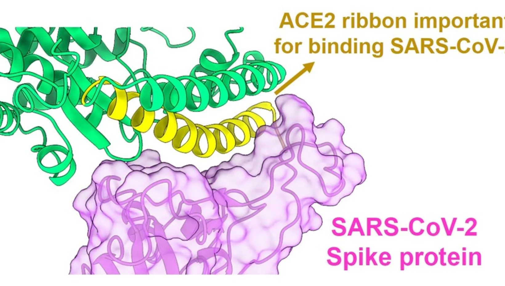 Structural interaction of SARS-CoV-2 Spike protein and ACE2 receptor. Graphic generated using ChimeraX software and published protein structure.