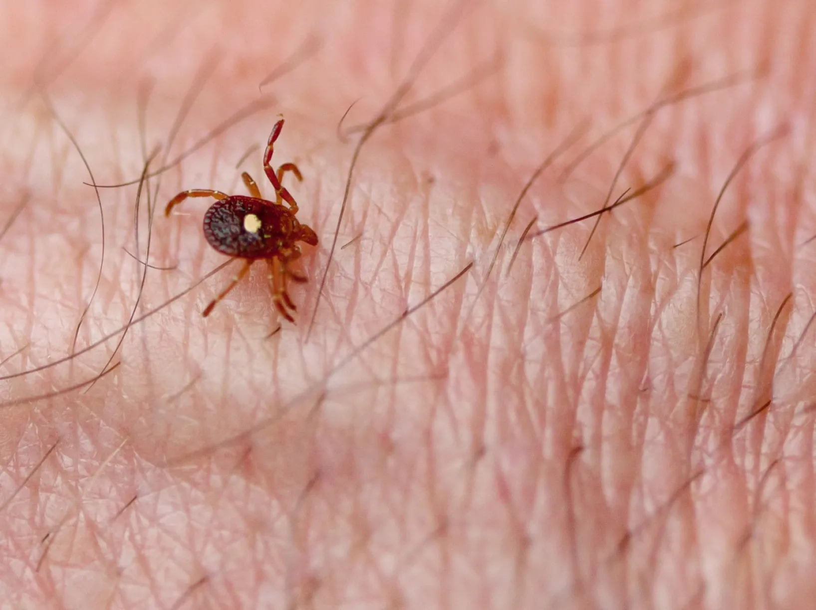 Human monocytic ehrlichiosis is caused by the bite of infected ticks, including the lone star tick (Amblyomma americanum).
