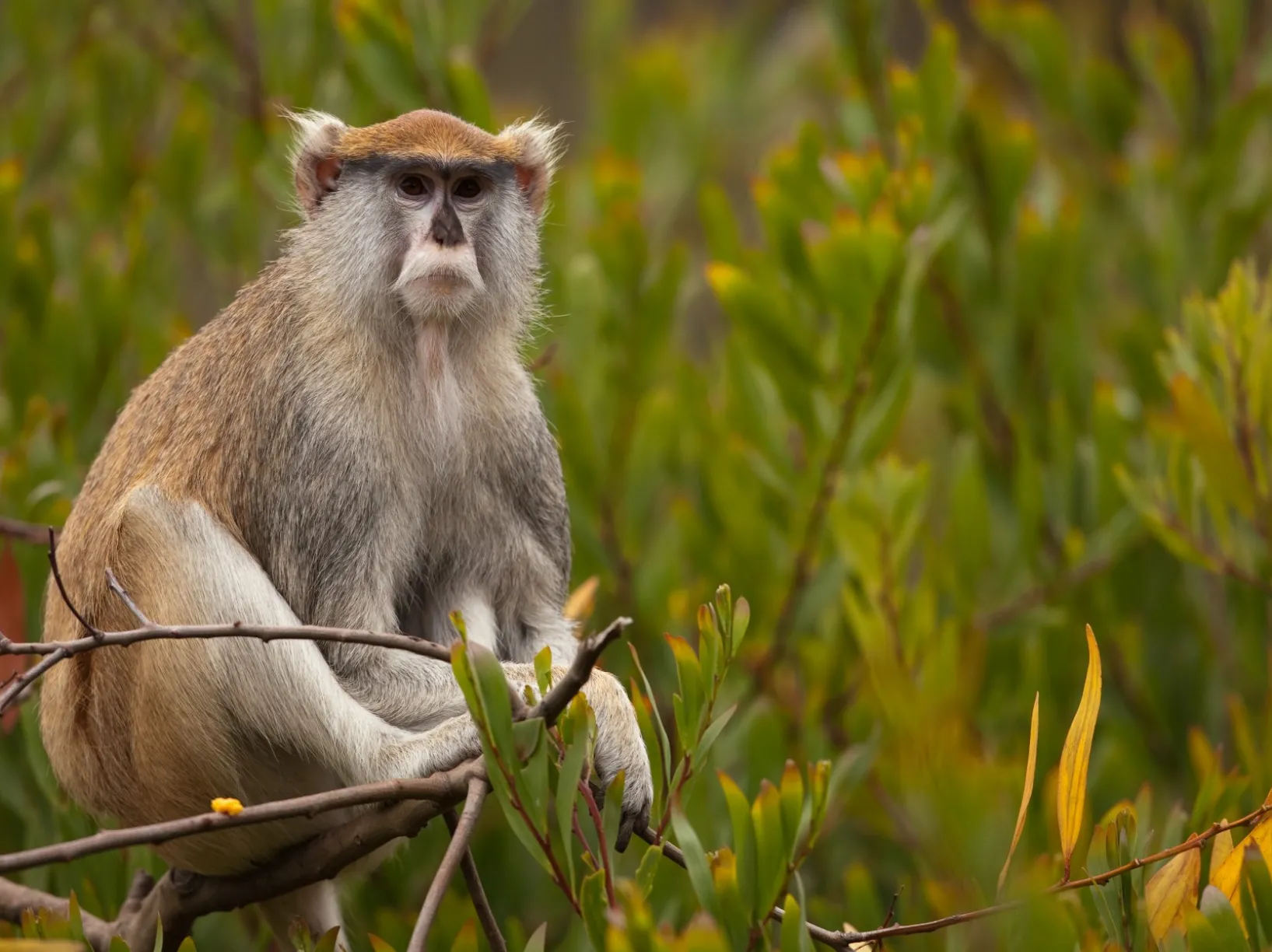 Patas monkeys are among the wild African monkeys believed to be natural reservoirs for the simian hemorrhagic fever virus.