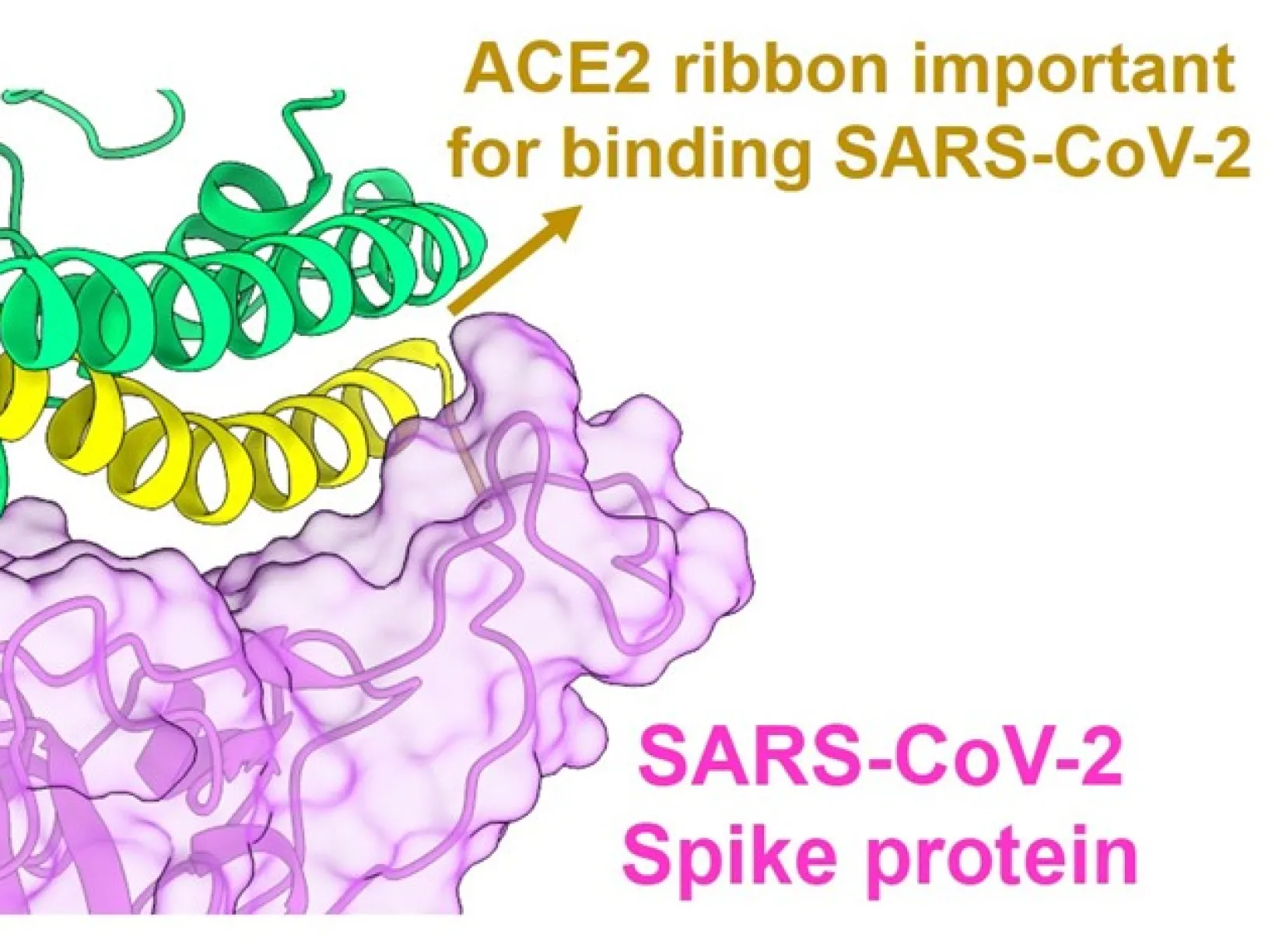 Structural interaction of SARS-CoV-2 Spike protein and ACE2 receptor. Graphic generated using ChimeraX software and published protein structure.