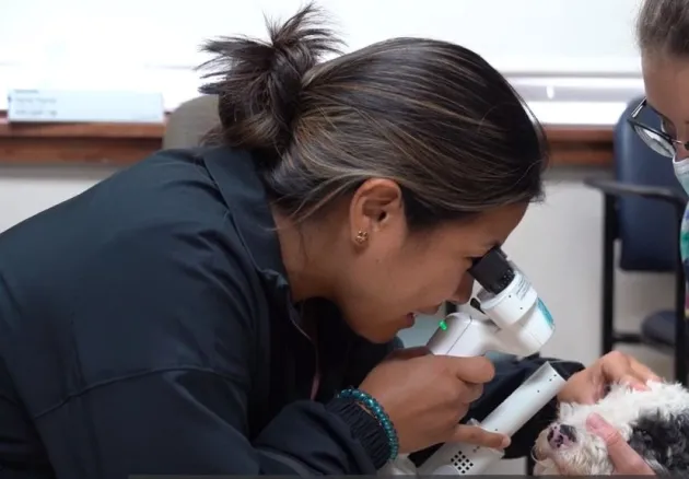 ophthalmology resident looking in dogs eye