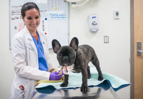 Fourth year veterinary student with dog on exam table