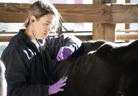 student examining a cow