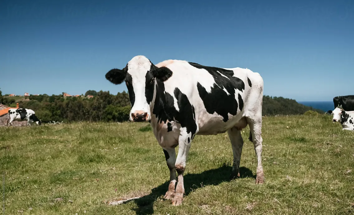 cow