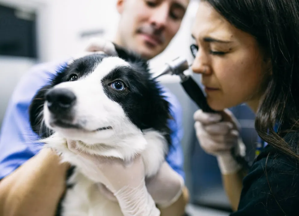 a dog receiving an ear inspection from two veterinarians