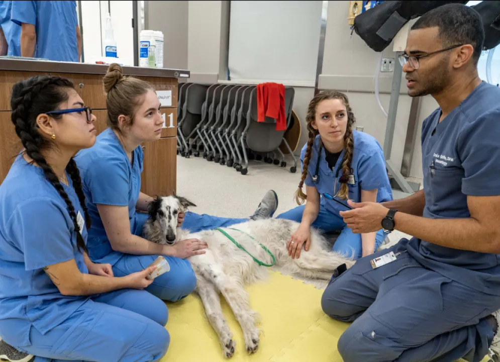 three veterinary students looking at a faculty member with a dog