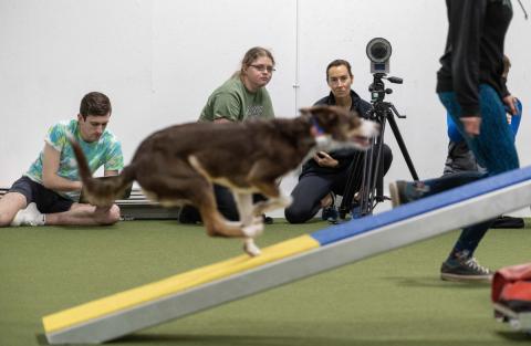 Dog doing dog agility course 