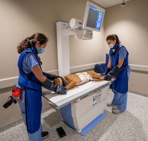 veterinary students performing a scan of a dog