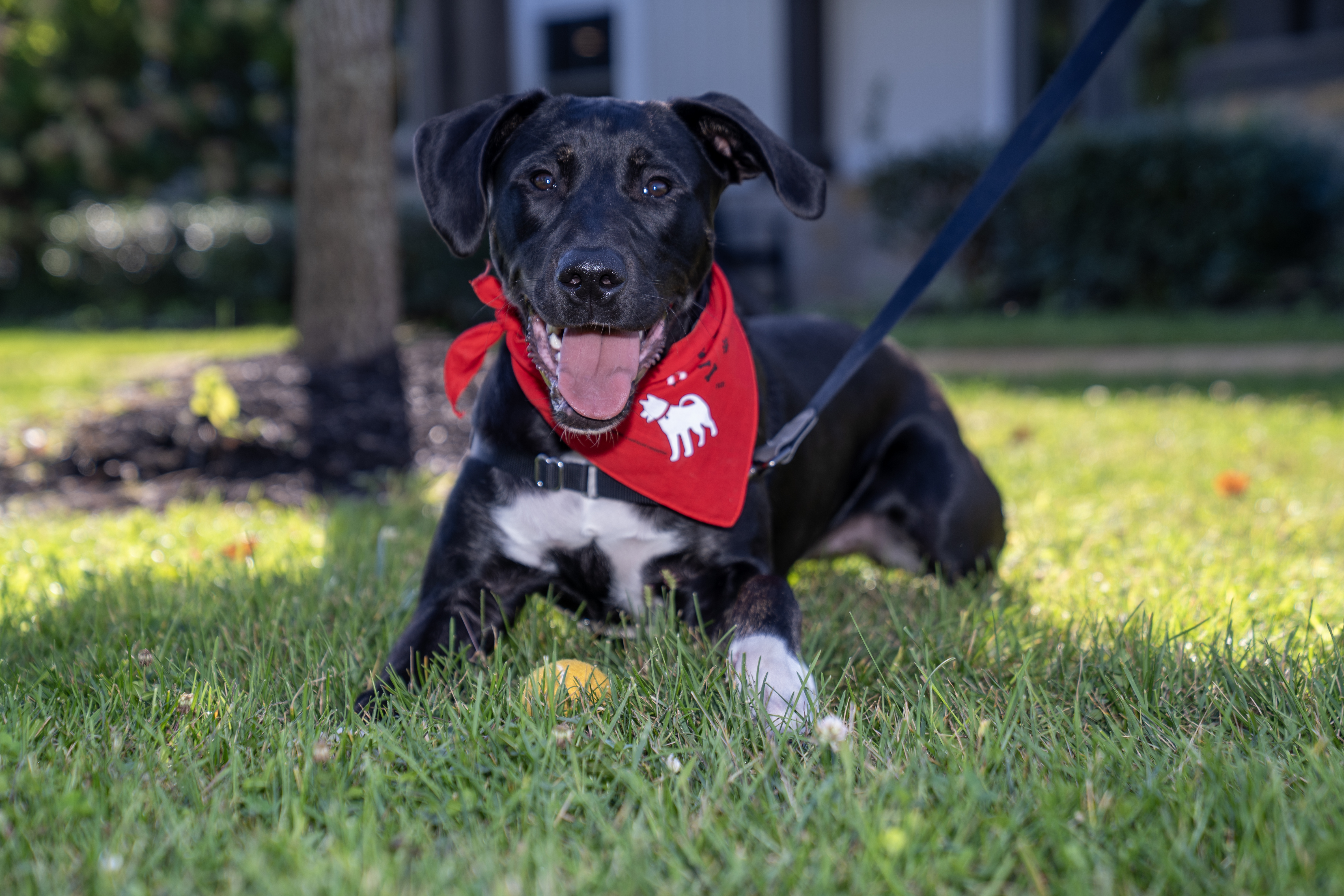Marley wearing a veterinary oncology bandana from Ohio State.
