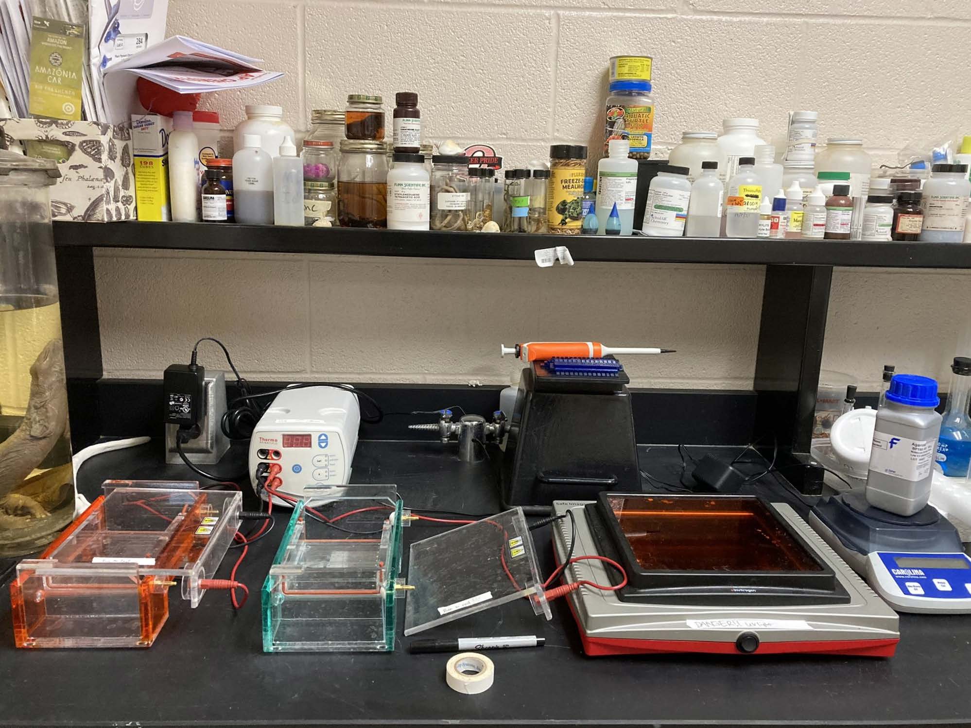 Brady's classroom lab, set up for gel electrophoresis and visual gel analysis