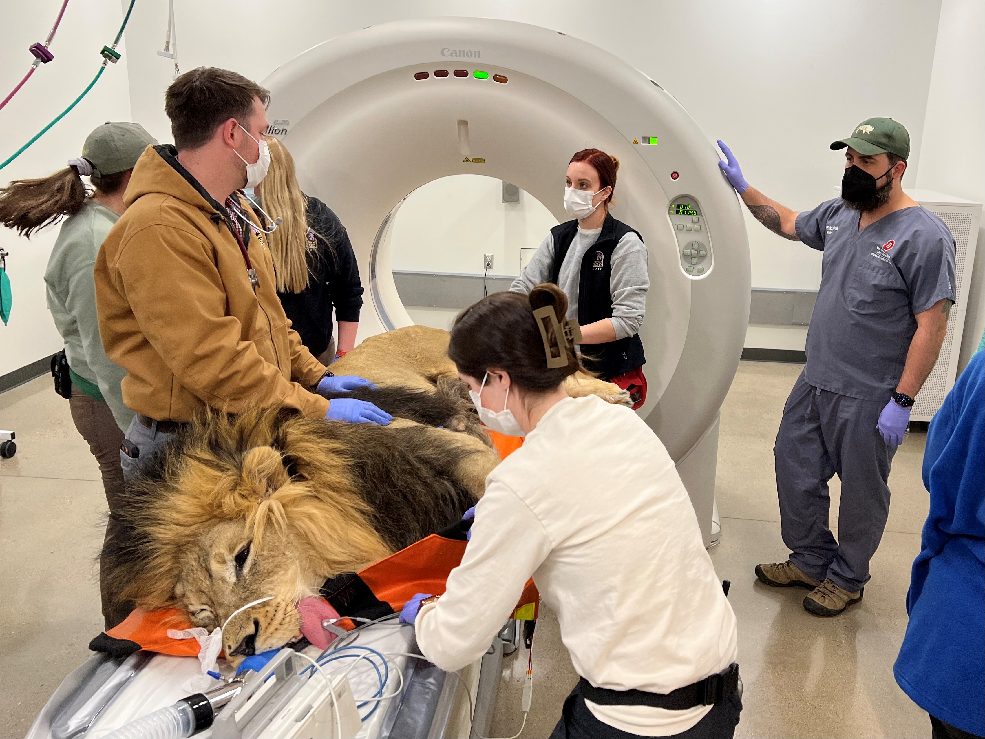  Denver Zoo Lion CT with Dr. Hostnik