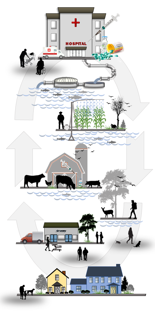 chart showing the cycle of antibiotics reaching water supplies