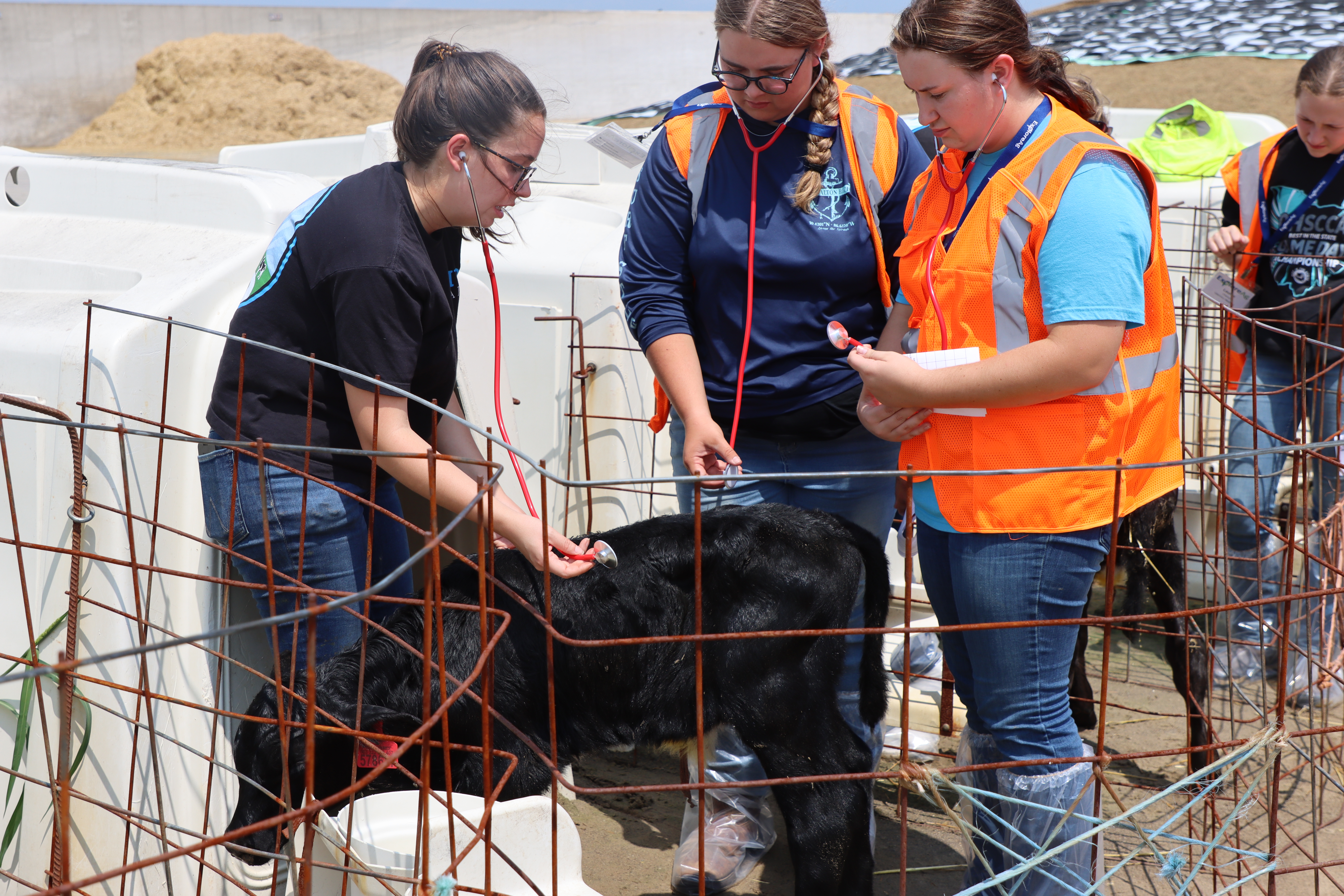 Students check the heartbeats of newborn calves