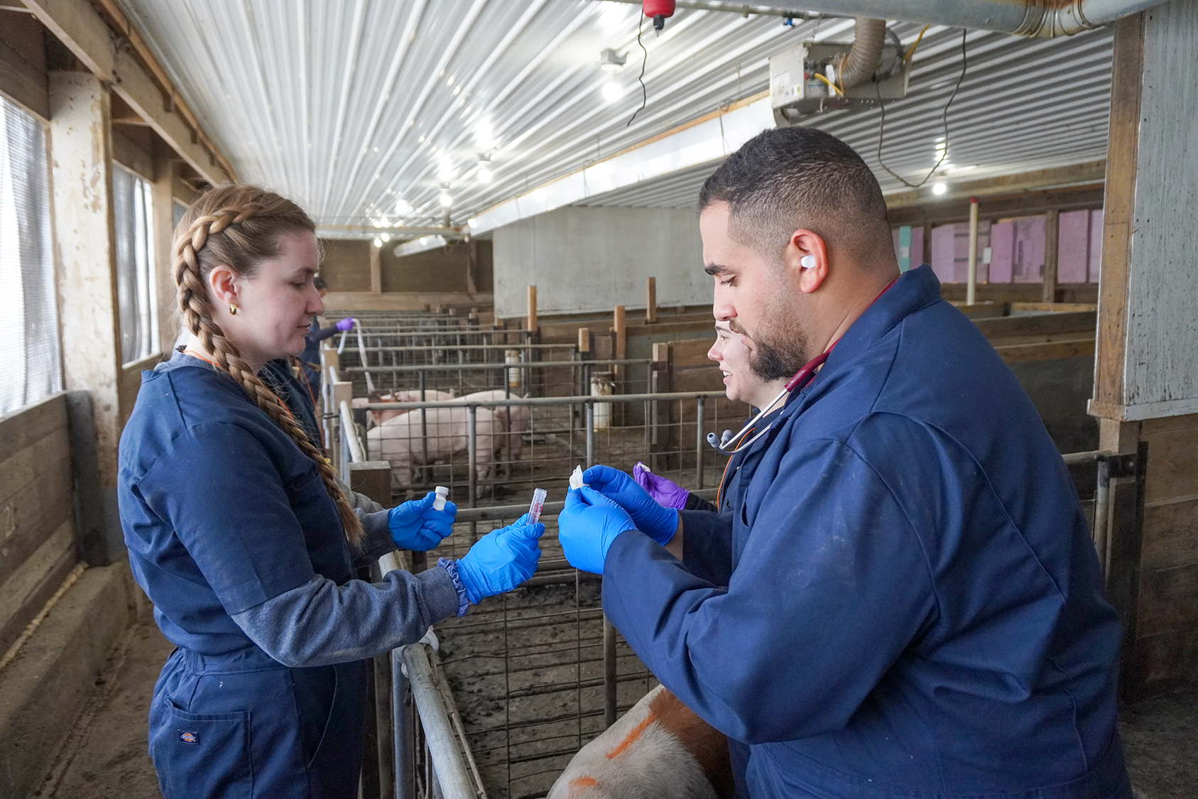 Two Ohio State veterinary students hold swab samples taken from swine 