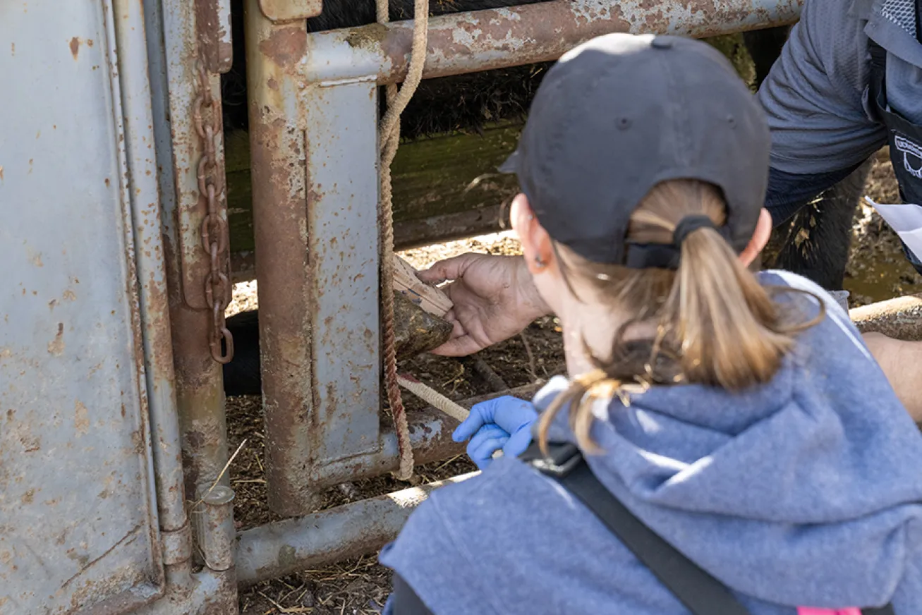 Fourth-year veterinary student Brooke Bockey