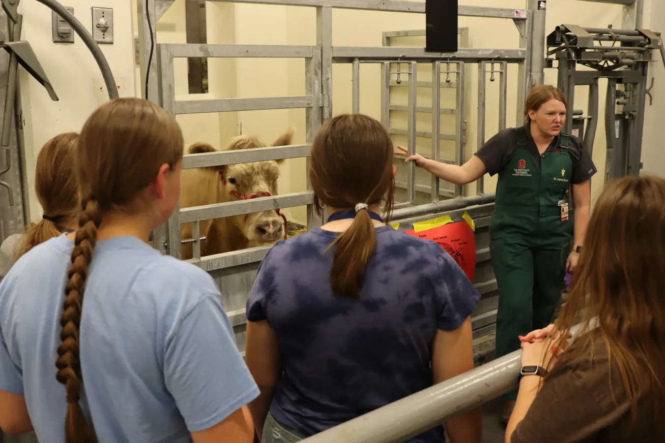 Students gather in the large animal facilities