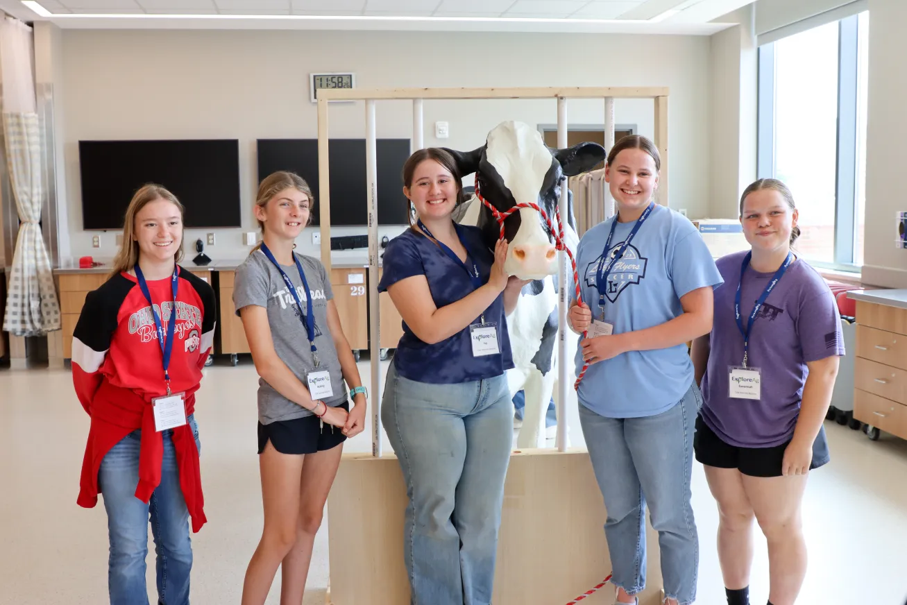Students gather in a clinical skills lab with cow model