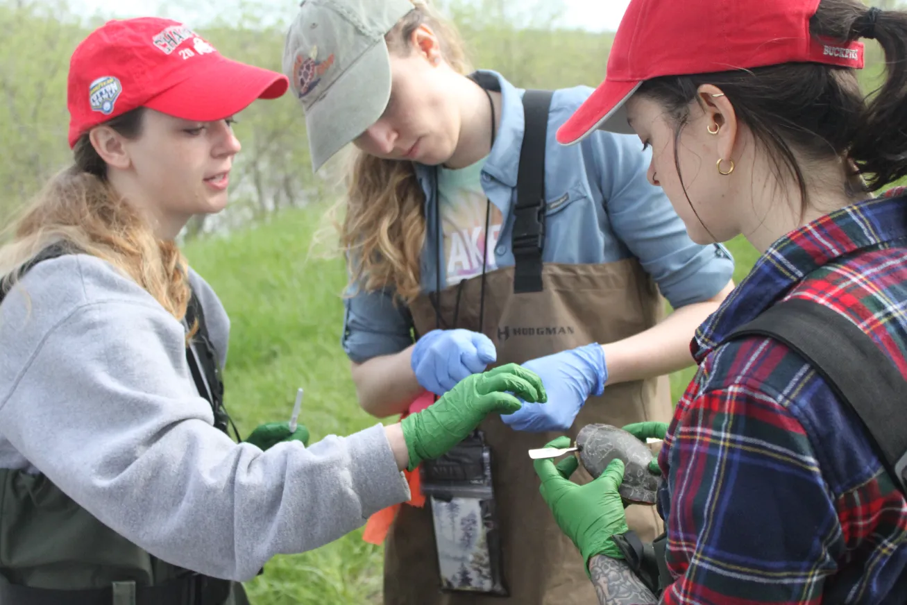 Three students examine and discuss a turtle in a field lab environment. 