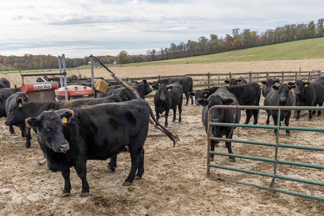 Cows at Parthemore's farm