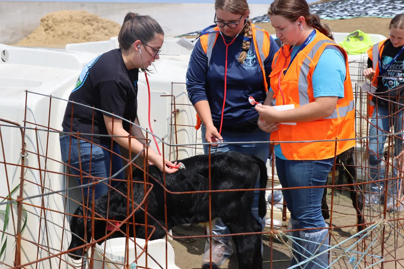 Students examine a calf