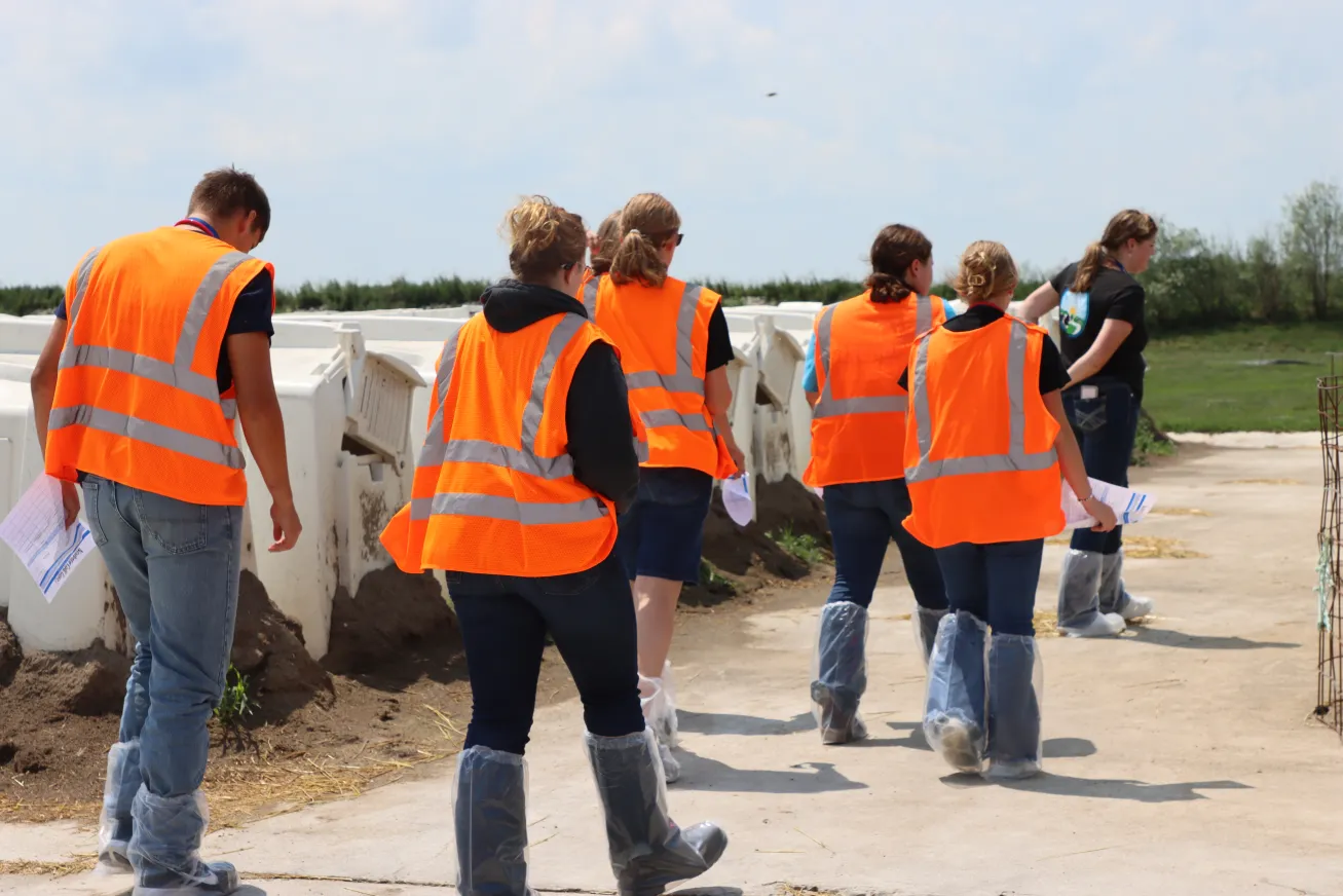 Students walking on farm to newborn calf