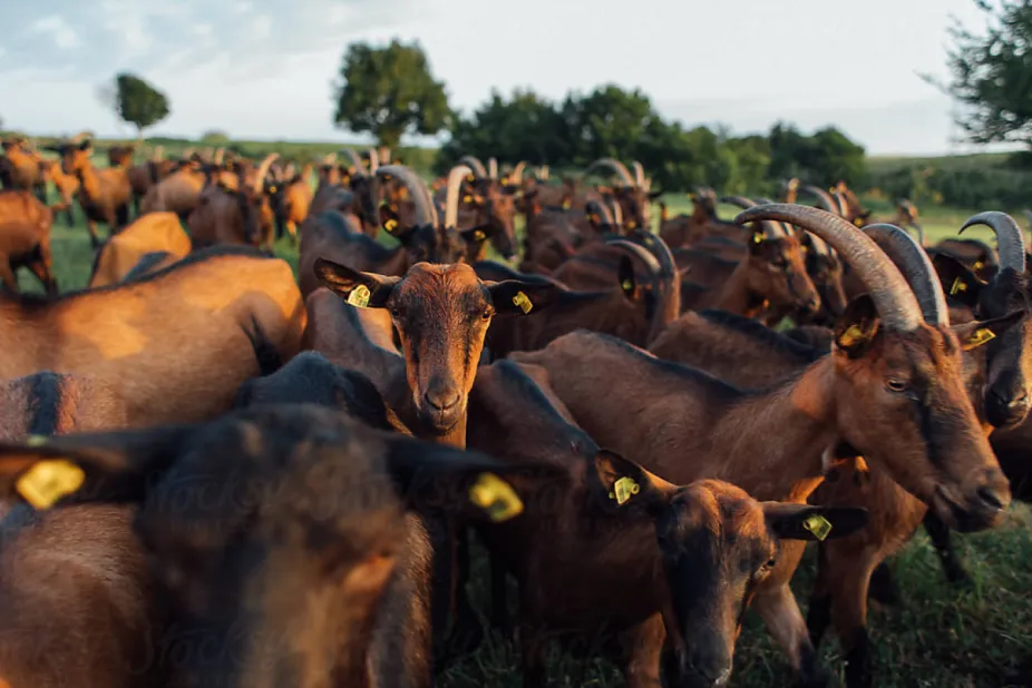 A herd of goats in a field