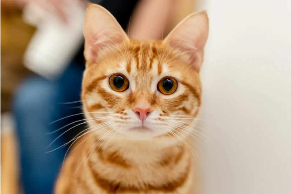 cat