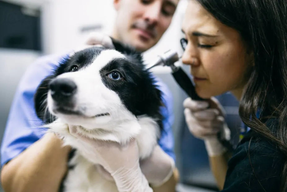 a dog receiving an ear inspection from two veterinarians