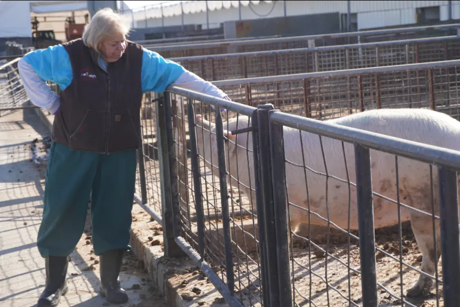 Margaret Mudge next to a pig at a farm