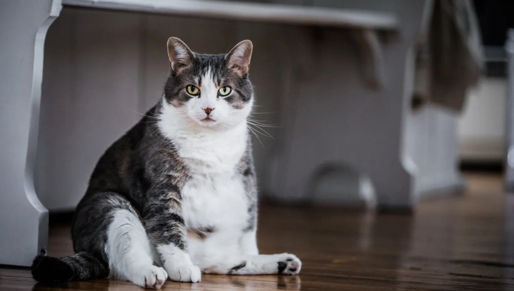 adobe fat cat stock photo