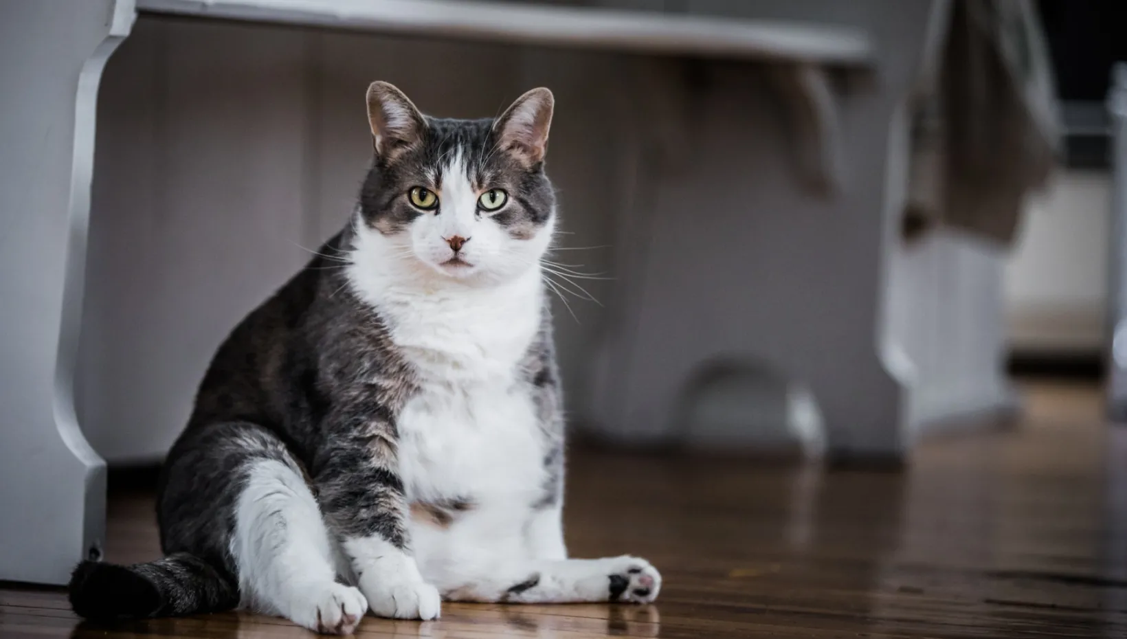 What fat cats on a diet may tell us about obesity in humans College of Veterinary Medicine