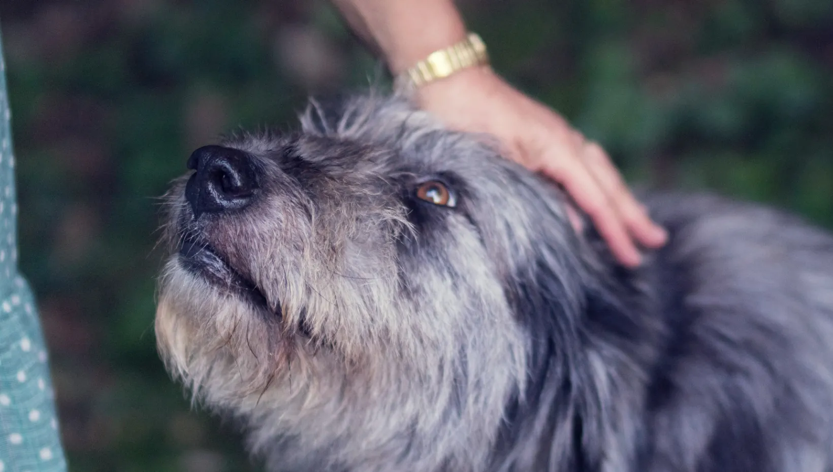 Stock photo of dog 