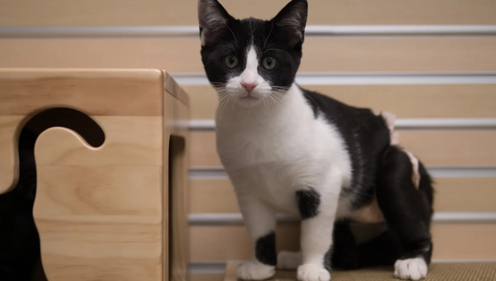 kitten in exam room