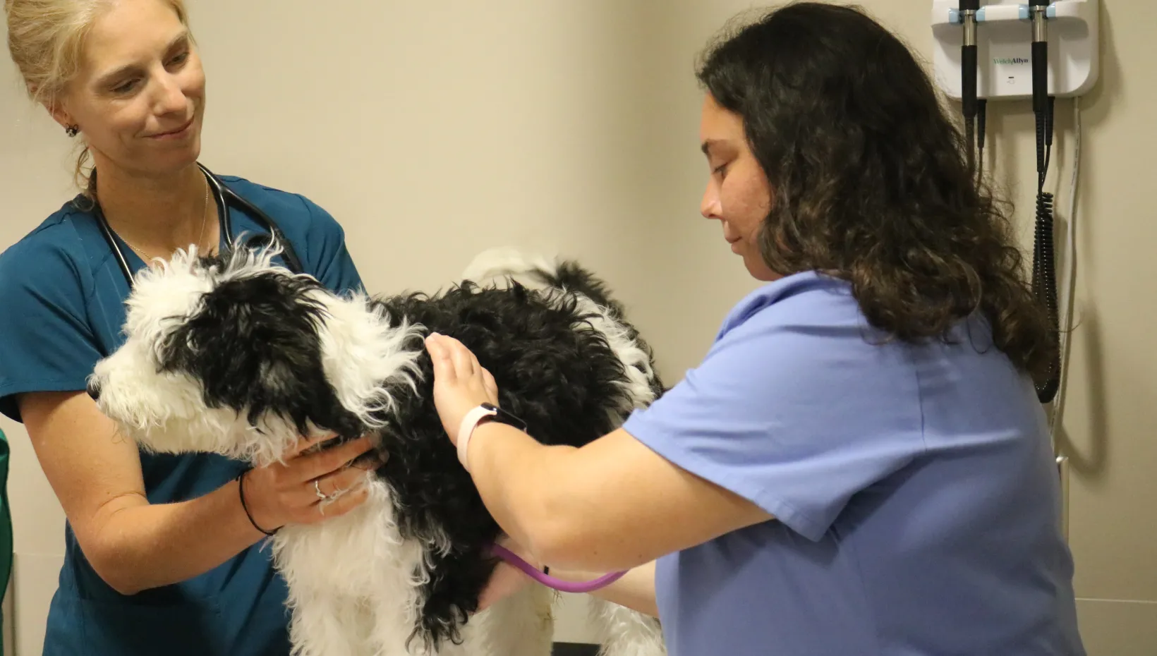 Student examining dog in SOCC 