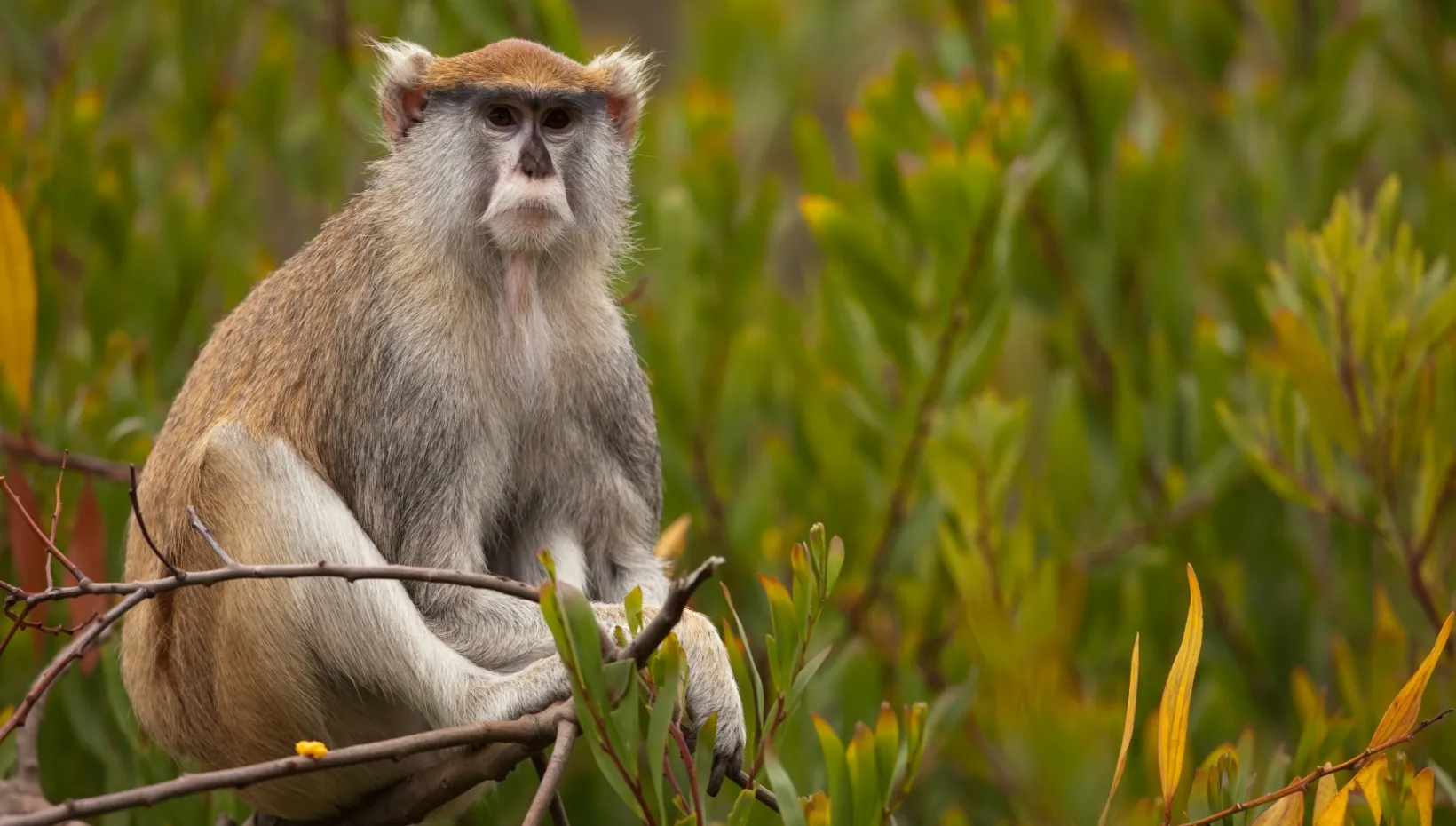 Patas monkeys are among the wild African monkeys believed to be natural reservoirs for the simian hemorrhagic fever virus.
