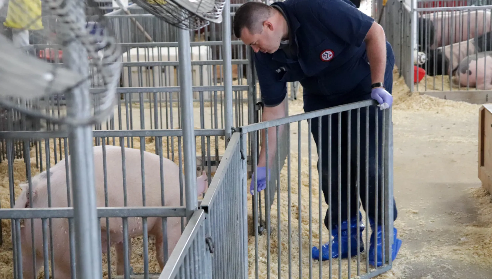 andrew bowman swabs the nose of a pig in a crate at a county fair.