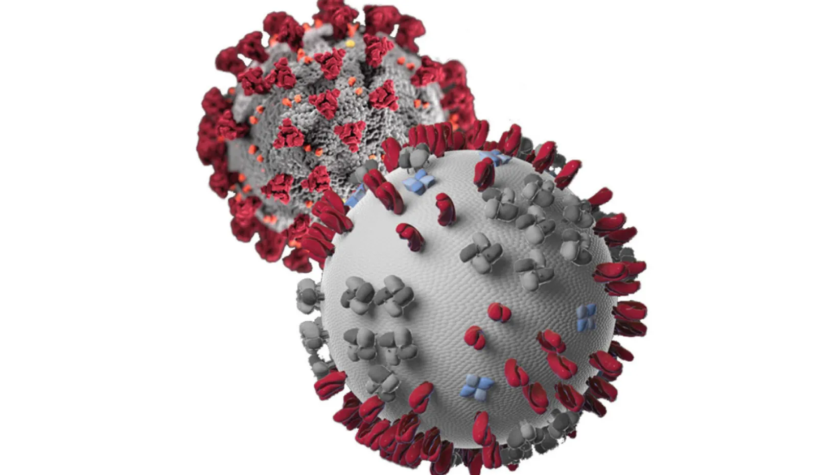 covid 19 virus graphic