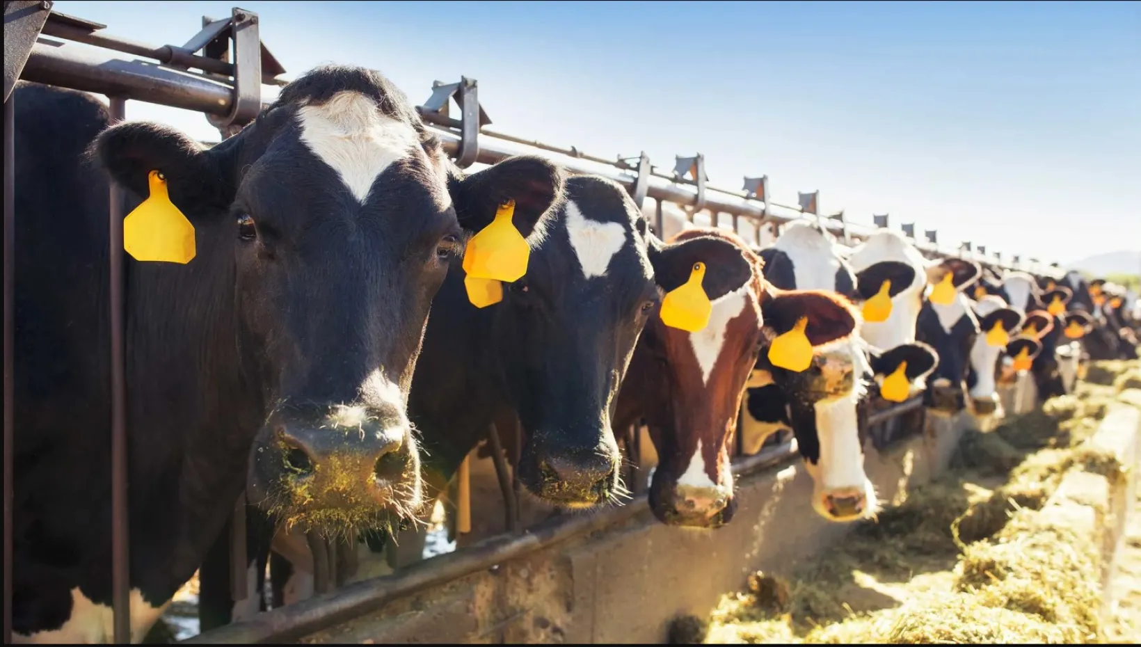 stock photo of cows