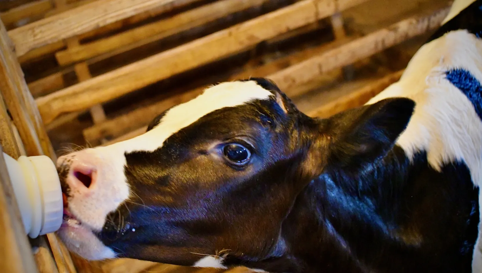 Bottle-feeding calves high-viral-titer milk collected from infected cows led to minimal virus detection and inflammatory signs in the calves, suggesting transmission through feeding doesn’t spread enough material to establish an infection. Photo: Getty Images