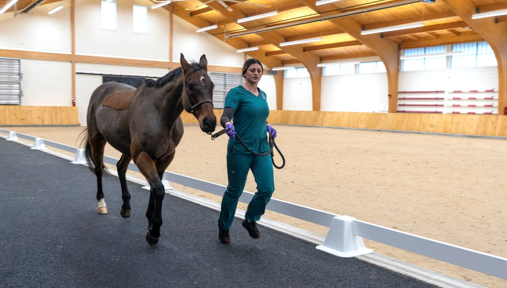 vet tech with trotting horse on jogging strip in equine arena