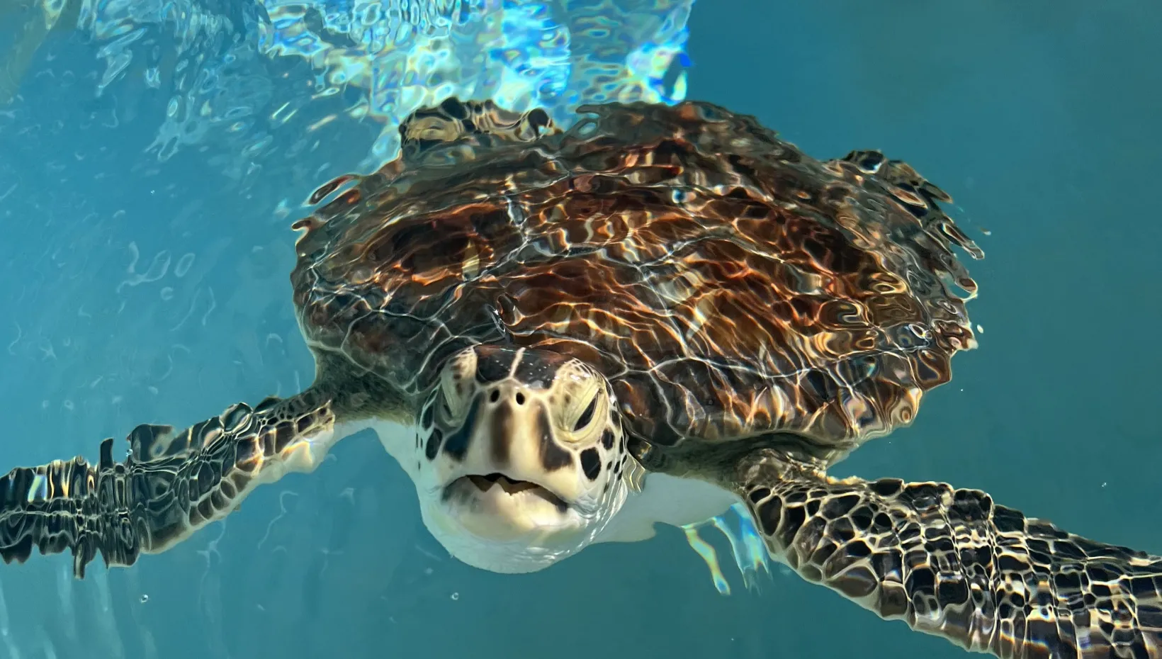 sea turtle swimming in water