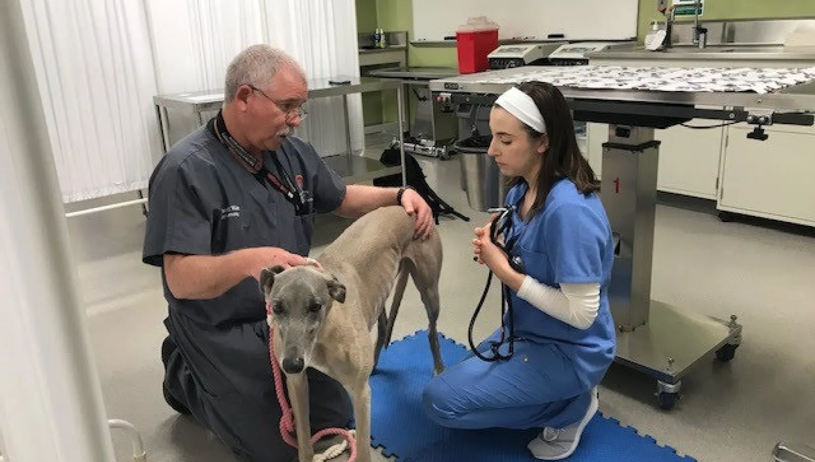 A vet and a vet student examining a dog
