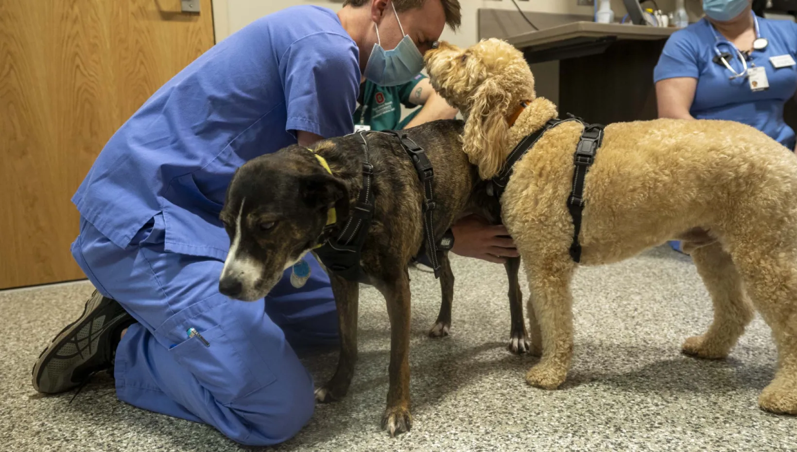 student in socc with dogs