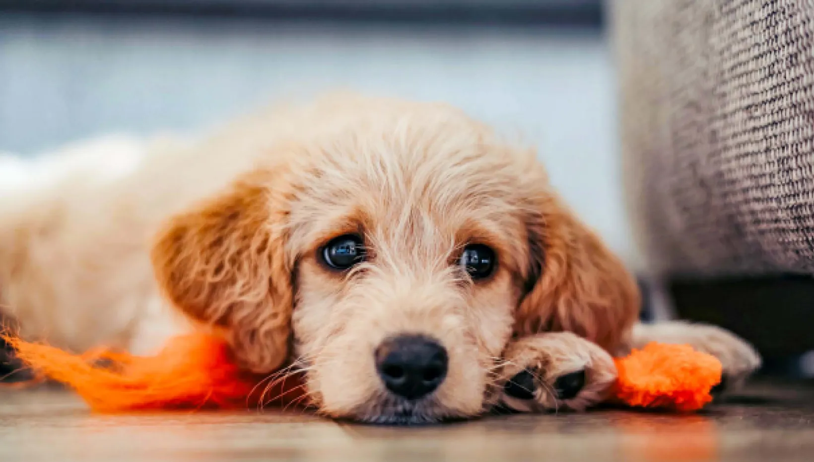 A dog laying on the floor