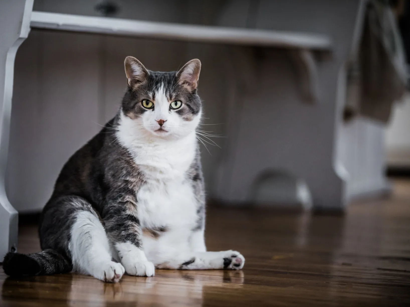 adobe fat cat stock photo