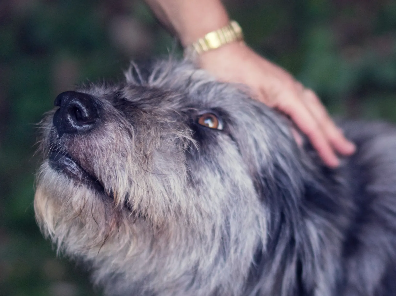 Stock photo of dog 