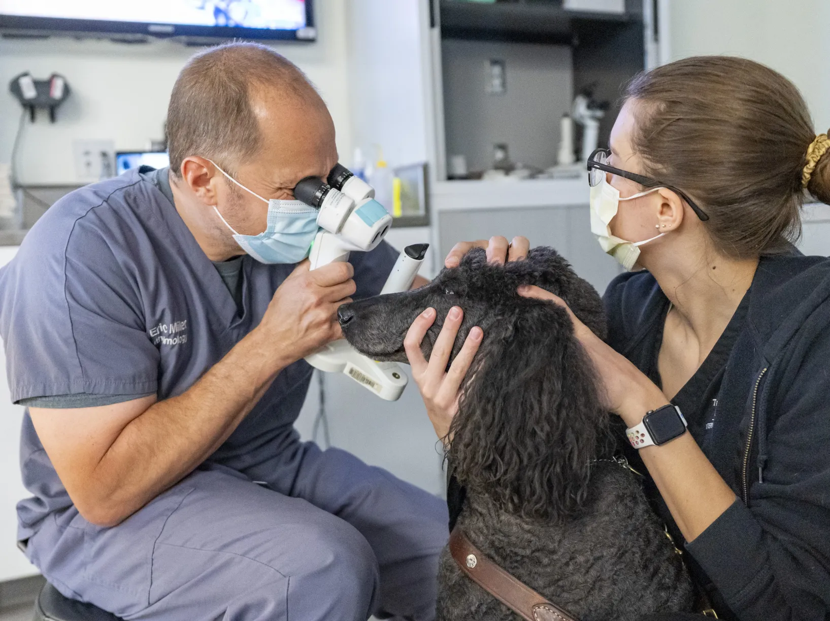 service dog eye exams in ophthalmology service in may