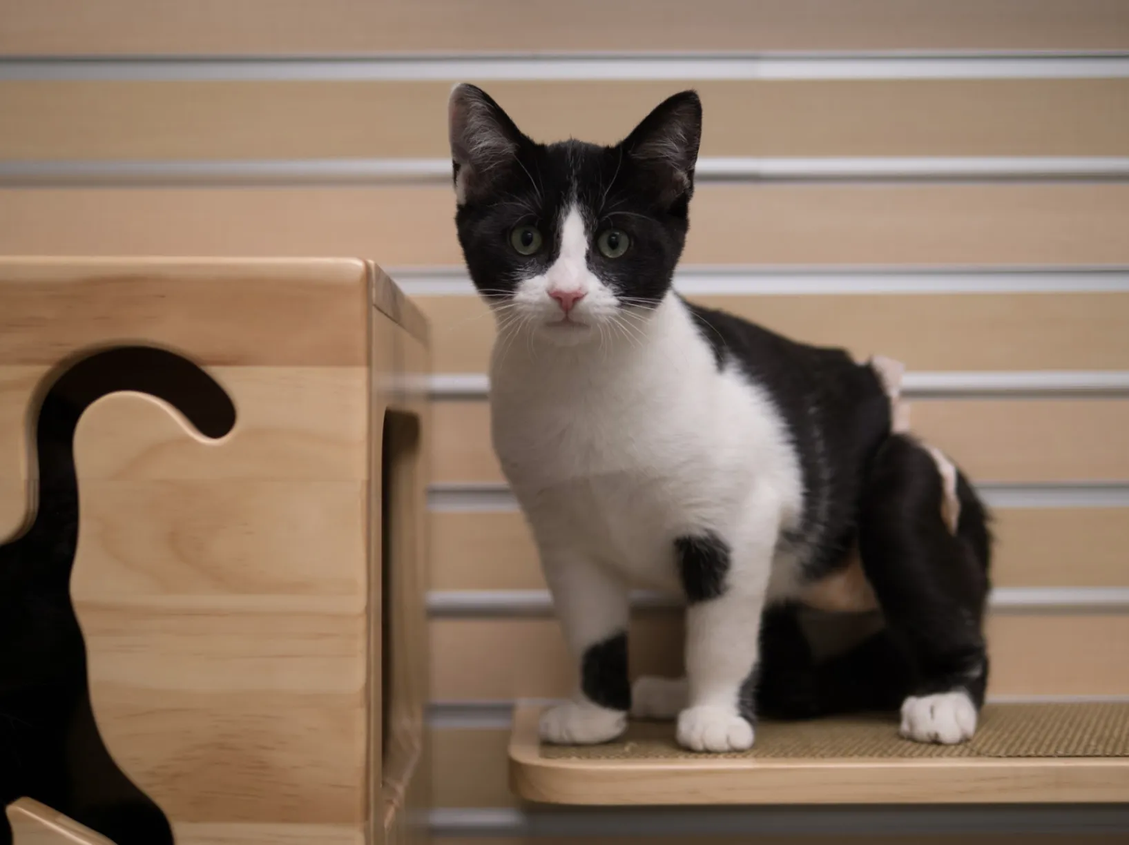 A cat sitting on a bench