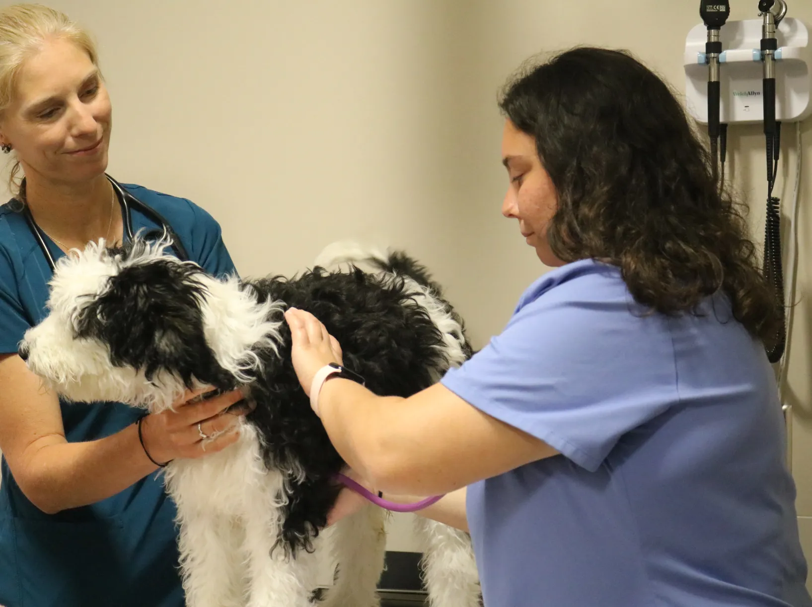 Student examining dog in SOCC 